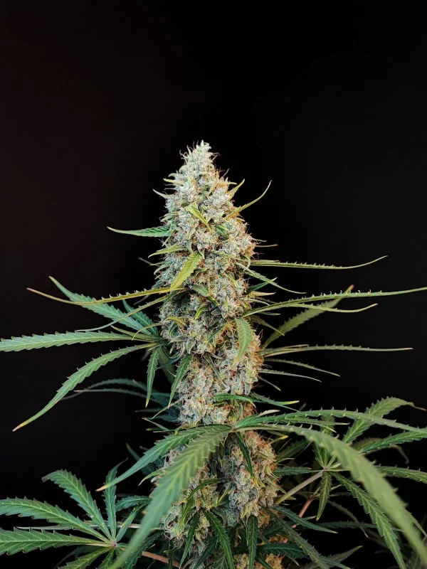 Central bud of Original Jack Herer Auto with resinous trichomes and serrated green leaves, showcasing its rich flower structure