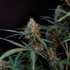 Original Jack Herer Auto plant with dense, trichome-coated buds on branching stems and fan leaves, set against a dark background