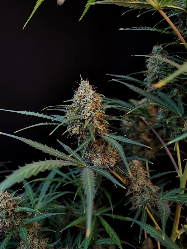 Original Jack Herer Auto plant with dense, trichome-coated buds on branching stems and fan leaves, set against a dark background