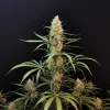 Close-up of Original Jack Herer Auto’s dense central bud, covered in frosty trichomes and vibrant green leaves