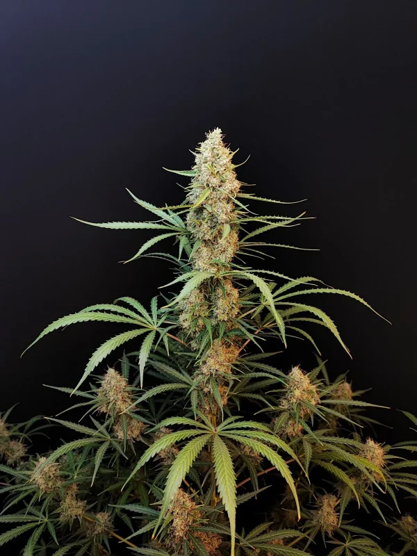Close-up of Original Jack Herer Auto’s dense central bud, covered in frosty trichomes and vibrant green leaves