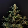 Full plant view of Original Jack Herer Auto with tall, central cola and multiple bud-laden branches, displaying its well-structured growth