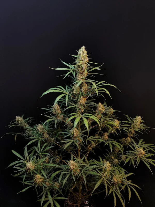 Full plant view of Original Jack Herer Auto with tall, central cola and multiple bud-laden branches, displaying its well-structured growth