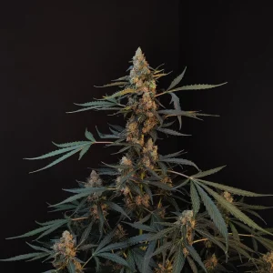 Tall, well-structured Original Northern Lights Auto plant with multiple branches and frosty buds, displaying a robust growth pattern