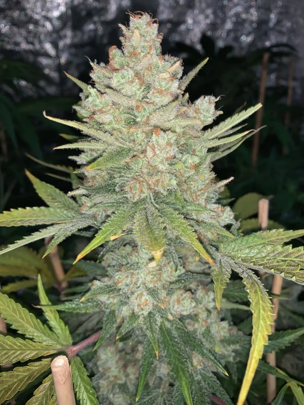 Full view of the Original OG Kush Auto plant with multiple dense buds and dark green leaves, showcasing its compact, bushy structure