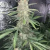 Close-up of the main bud of Original OG Kush Auto, covered in frosty trichomes and vibrant orange pistils against a dark background