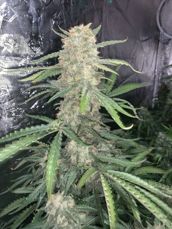 Close-up of the main bud of Original OG Kush Auto, covered in frosty trichomes and vibrant orange pistils against a dark background