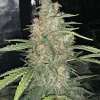 Original OG Kush Auto plant with thick, trichome-rich buds on branching stems, highlighting its resinous structure
