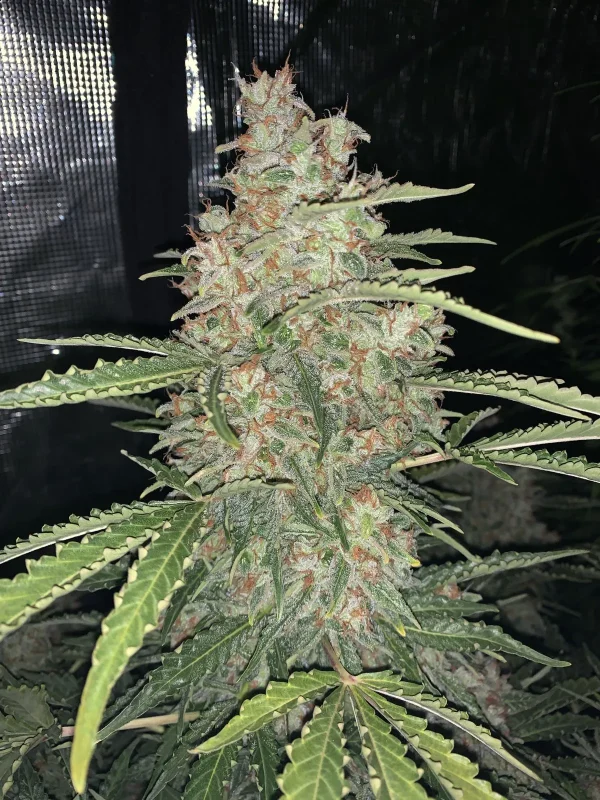 Original OG Kush Auto plant with thick, trichome-rich buds on branching stems, highlighting its resinous structure