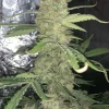 Central cola of Original OG Kush Auto with dense, resinous buds and surrounding fan leaves, emphasizing its robust growth