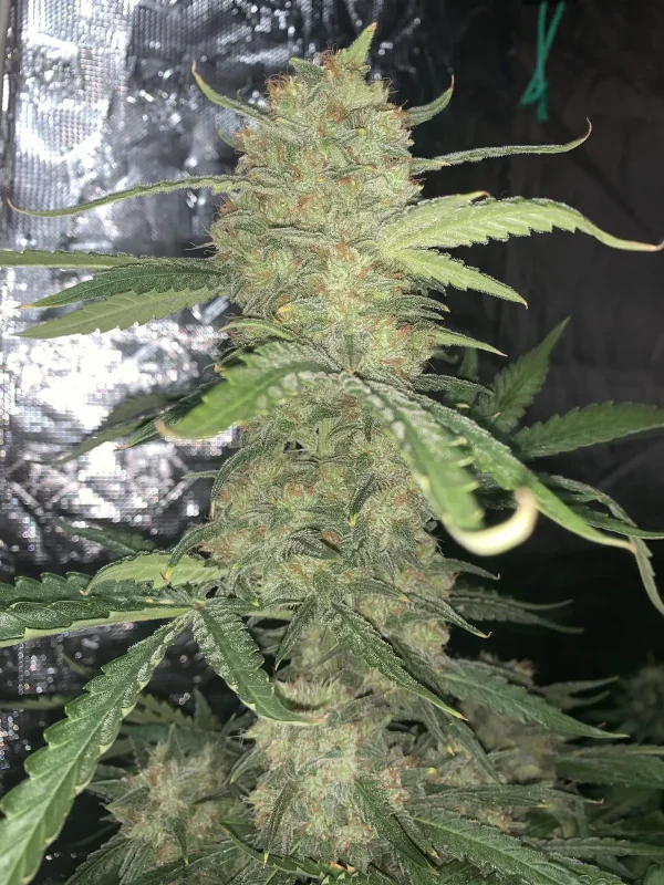 Central cola of Original OG Kush Auto with dense, resinous buds and surrounding fan leaves, emphasizing its robust growth