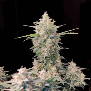 Tall, bushy Original Skunk Auto plant with multiple trichome-coated buds and serrated green leaves, showing a well-developed structure