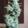 Close-up of Original Skunk Auto bud with abundant trichomes and bright green leaves, highlighting the strain's resin production