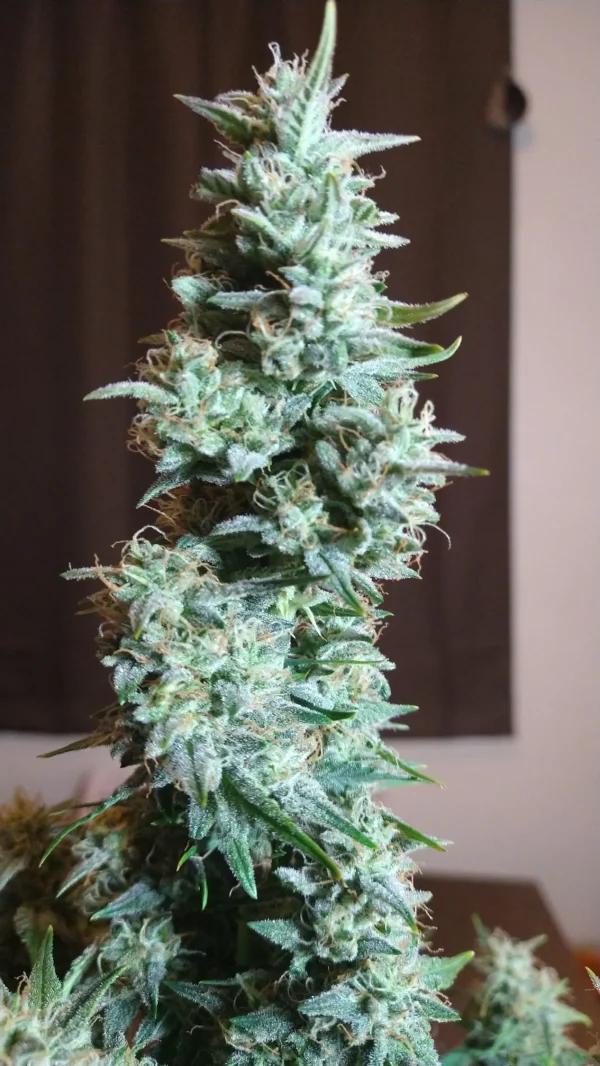 Close-up of Original Skunk Auto bud with abundant trichomes and bright green leaves, highlighting the strain's resin production