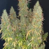 Full plant view of Original Skunk Auto with dense bud clusters and vibrant green leaves, showcasing its robust growth pattern
