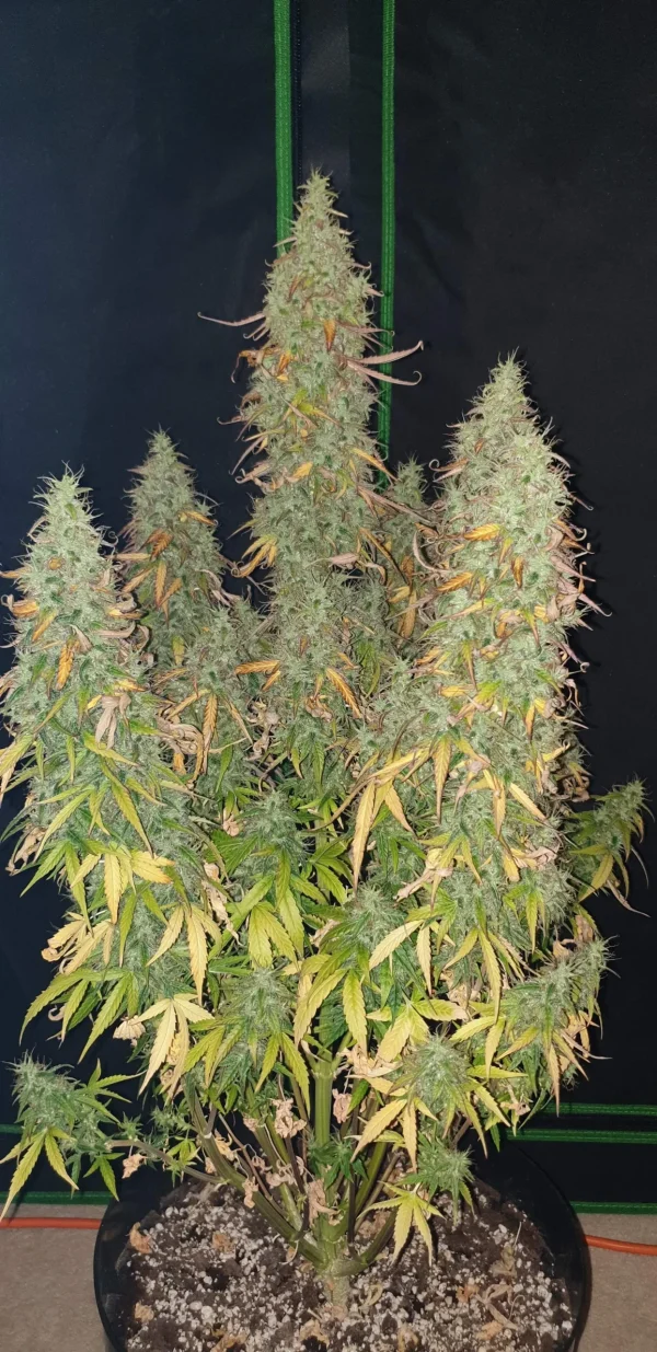 Full plant view of Original Skunk Auto with dense bud clusters and vibrant green leaves, showcasing its robust growth pattern