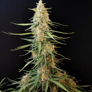 Original Sour Diesel Auto plant in full bloom with a compact, robust cola structure.