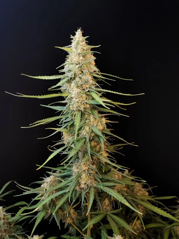 Original Sour Diesel Auto plant in full bloom with a compact, robust cola structure.