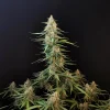 Vibrant Original Sour Diesel Auto plant showcasing tall structure and resin-covered buds