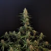 Close-up of Original Sour Diesel Auto's main cola with frosty trichomes and narrow leaves