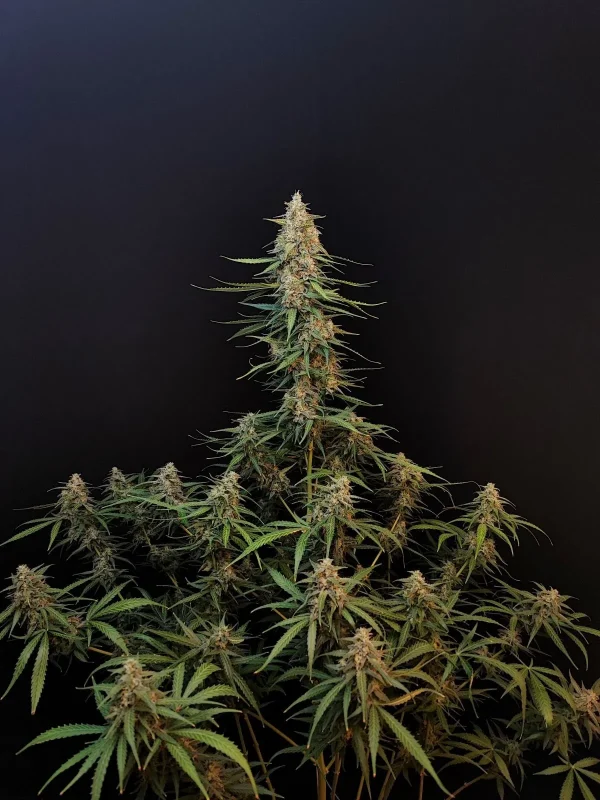 Close-up of Original Sour Diesel Auto's main cola with frosty trichomes and narrow leaves
