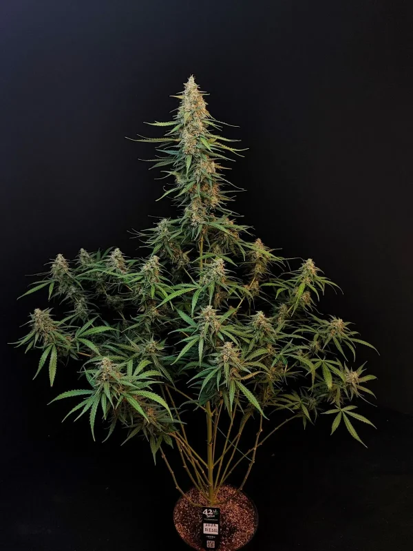 Dense Original Sour Diesel Auto plant with lush green buds and dark leaves against a black background