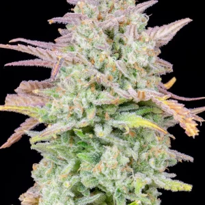 Original Trainwreck Auto plant with dense buds covered in trichomes and sharp serrated leaves