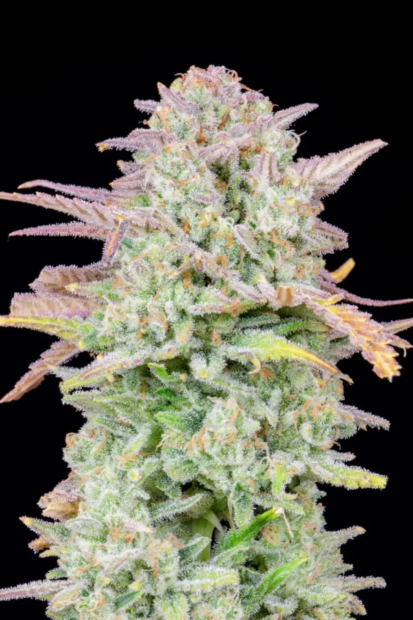 Original Trainwreck Auto plant with dense buds covered in trichomes and sharp serrated leaves