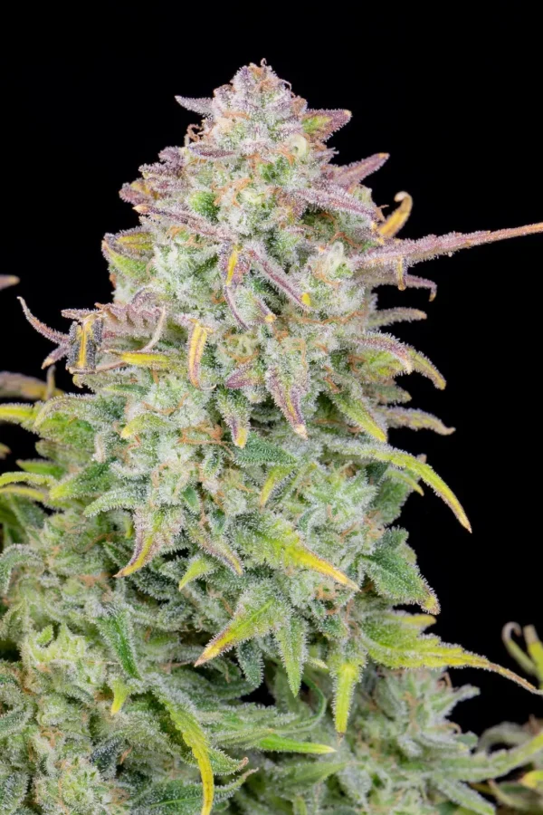 Macro shot of Original Trainwreck Auto bud with dense resin and purple-tinged leaves
