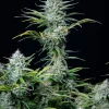 Original White Widow Auto plant with compact buds and a heavy coating of crystalline trichomes