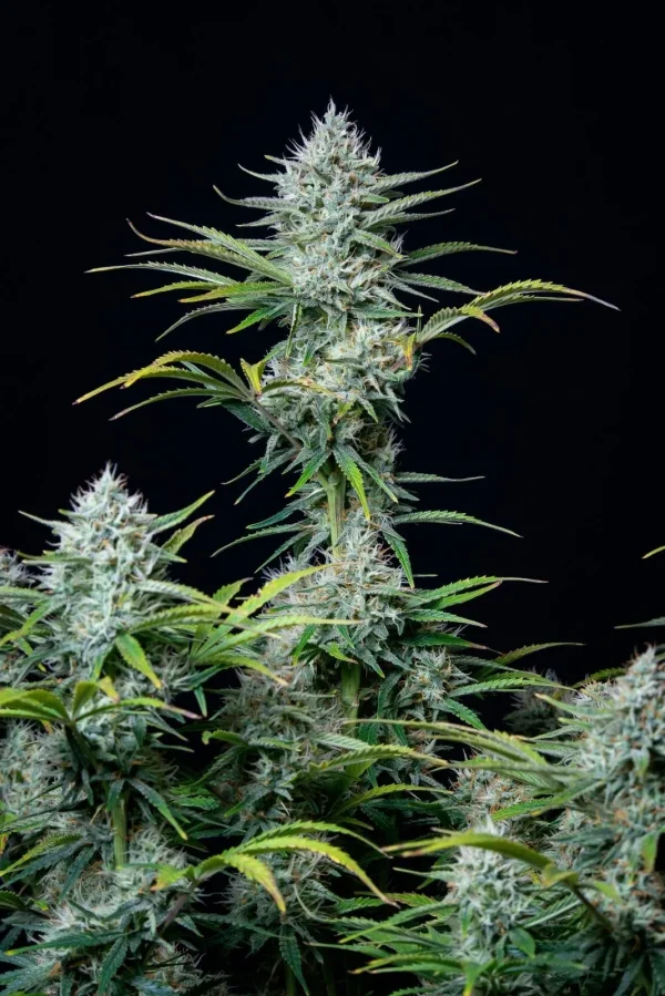 Original White Widow Auto plant with compact buds and a heavy coating of crystalline trichomes