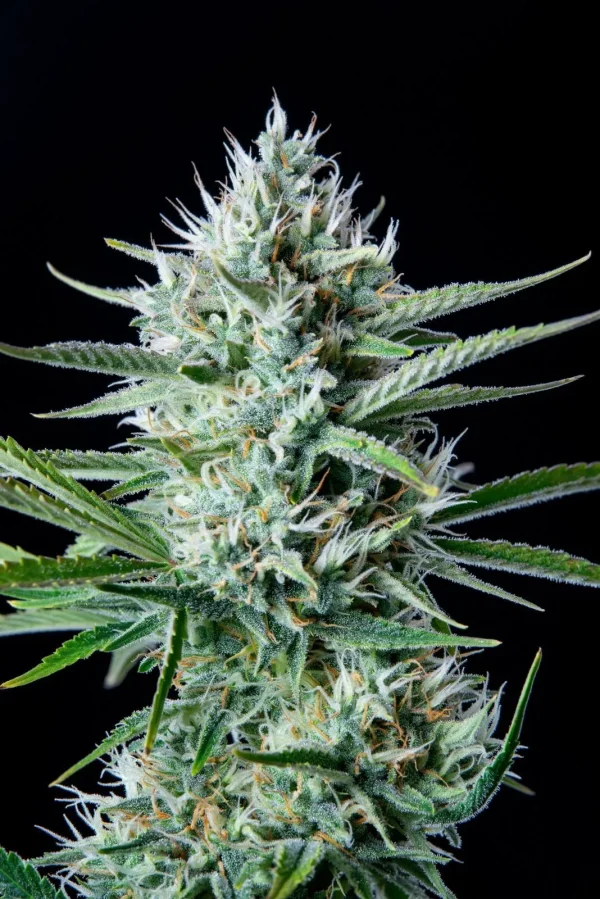 Frosted buds of Original White Widow Auto covered in dense trichomes and surrounded by serrated green leaves