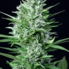 Original White Widow Auto plant featuring thick, frosty buds and broad green leaves