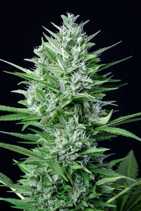 Original White Widow Auto plant featuring thick, frosty buds and broad green leaves