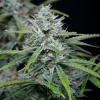 Close-up of Original White Widow Auto with crystalline trichomes and a compact bud structure
