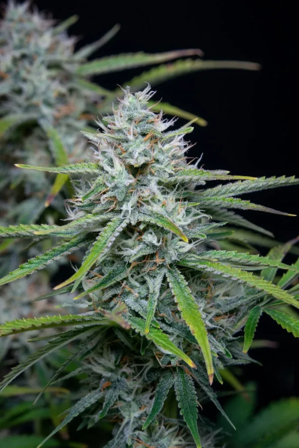 Close-up of Original White Widow Auto with crystalline trichomes and a compact bud structure
