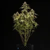 Full view of an Orion F1 Strain plant showcasing its symmetrical growth indoors.
