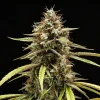 Close-up of Orion F1 Strain flower with visible trichomes and vibrant green leaves.