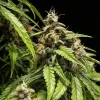 Lush Orion F1 Strain bud with bright orange pistils and frosty appearance.