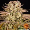Detailed shot of Pineapple Express Auto strain, showcasing its resinous buds and prominent pistils.