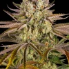 Flowering Pineapple Express Auto plant exhibiting dense buds and lush green leaves.