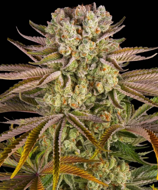 Flowering Pineapple Express Auto plant exhibiting dense buds and lush green leaves.