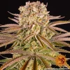 Pineapple Express Auto strain featuring compact buds with a generous coating of trichomes and orange hairs.