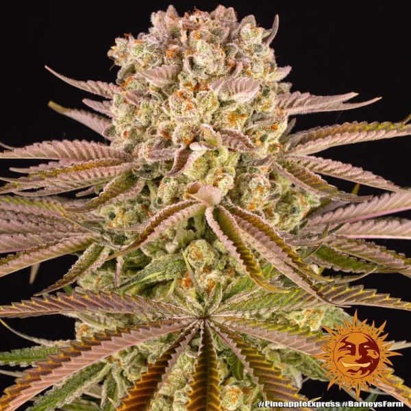 Pineapple Express Auto strain featuring compact buds with a generous coating of trichomes and orange hairs.