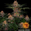 Purple Punch Auto cannabis plant with rich purple buds and frosty trichomes under indoor lighting