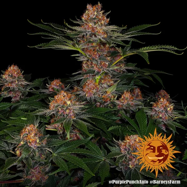 Purple Punch Auto cannabis plant with rich purple buds and frosty trichomes under indoor lighting