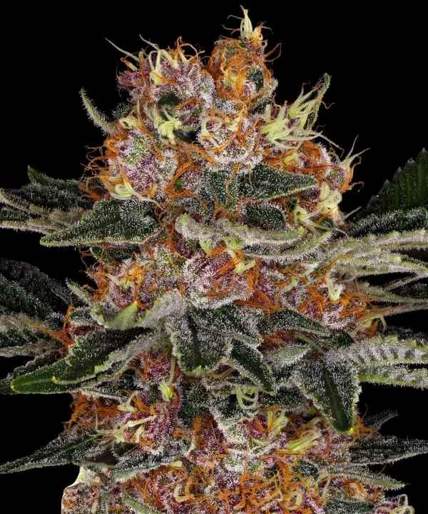Close-up of Purple Punch Auto strain featuring purple-tinted buds and vibrant green leaves