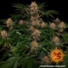 Detailed side view of Purple Punch Auto buds with deep purple colors and resinous trichomes