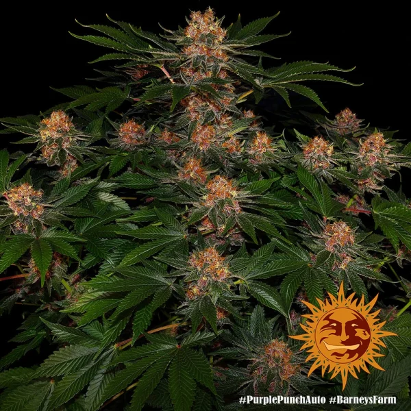 Detailed side view of Purple Punch Auto buds with deep purple colors and resinous trichomes