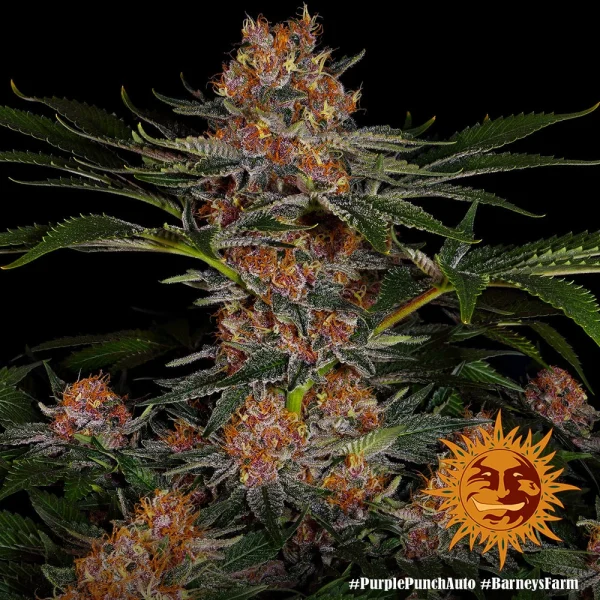 Purple Punch Auto plant with dense purple buds and a generous coating of trichomes